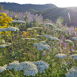 Achillea cobertura de solo